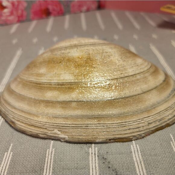 DECOUPAGE CLAM SHELL DECOUPAGE PINK ROSES ON A CLAM SHELL TRINKET DISH - Picture 10 of 10